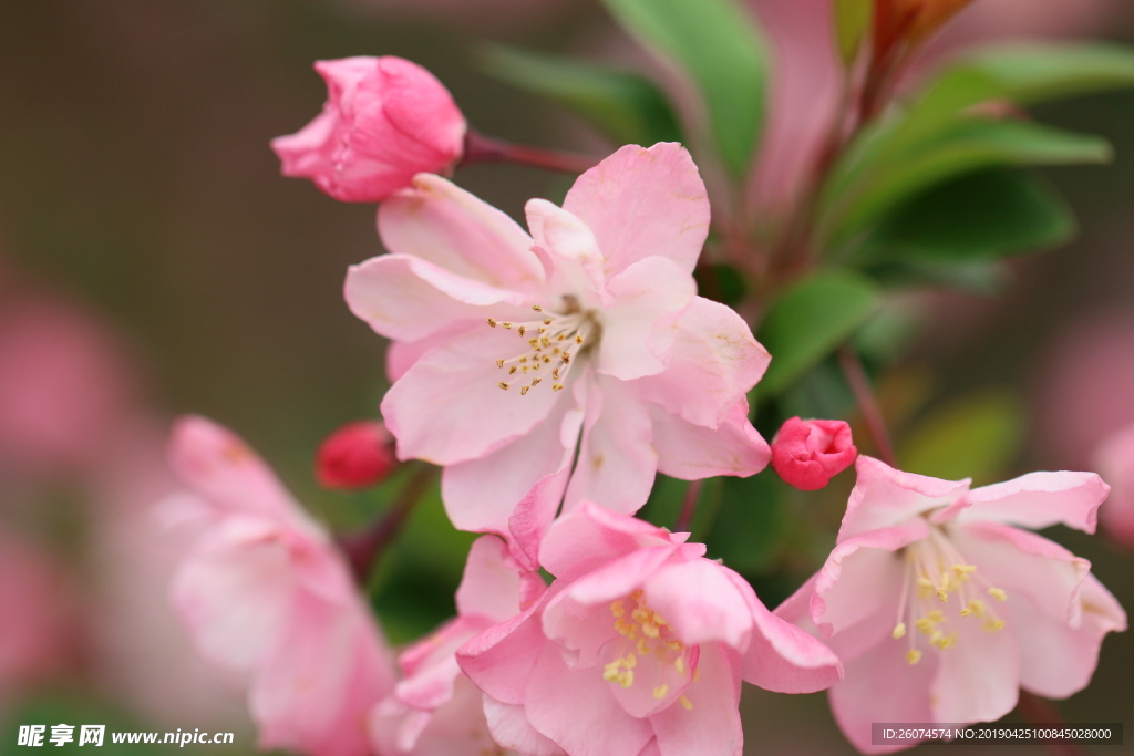 桃花