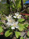 白花