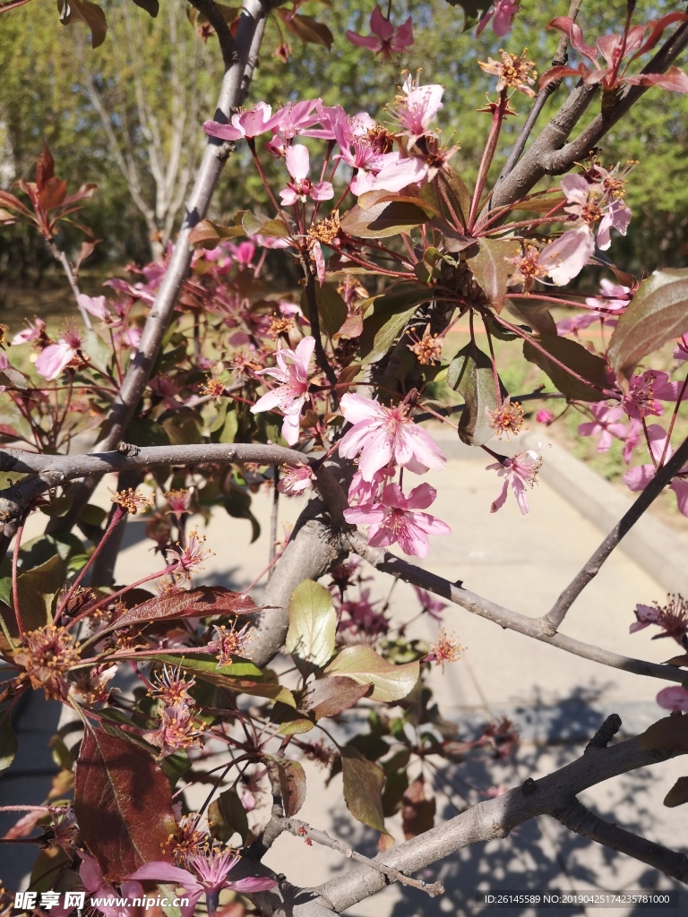花