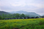 大山里的香菇基地