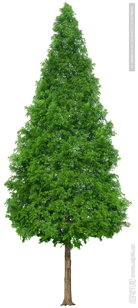 植物