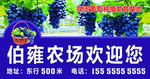 葡萄海报