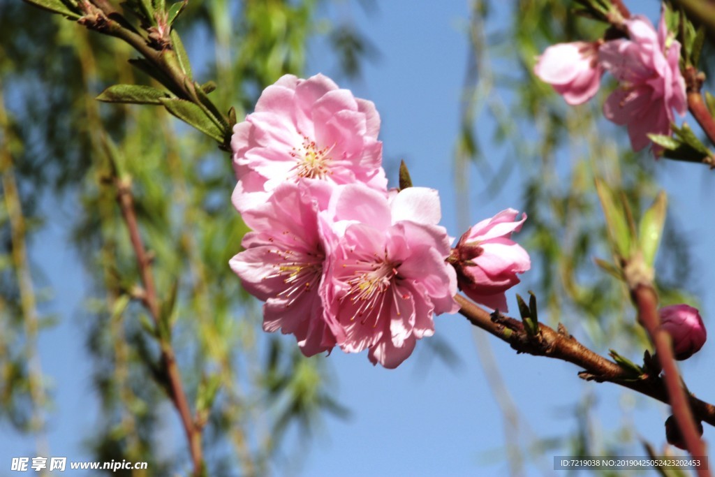 桃花