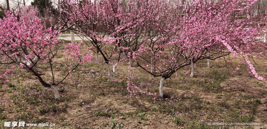 桃花源