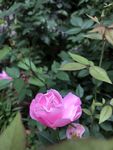 月季花