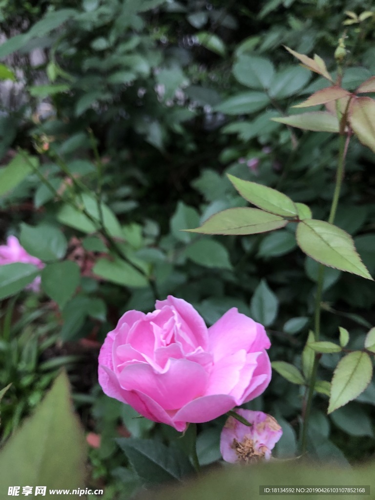 月季花