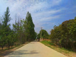 乡村道路美景