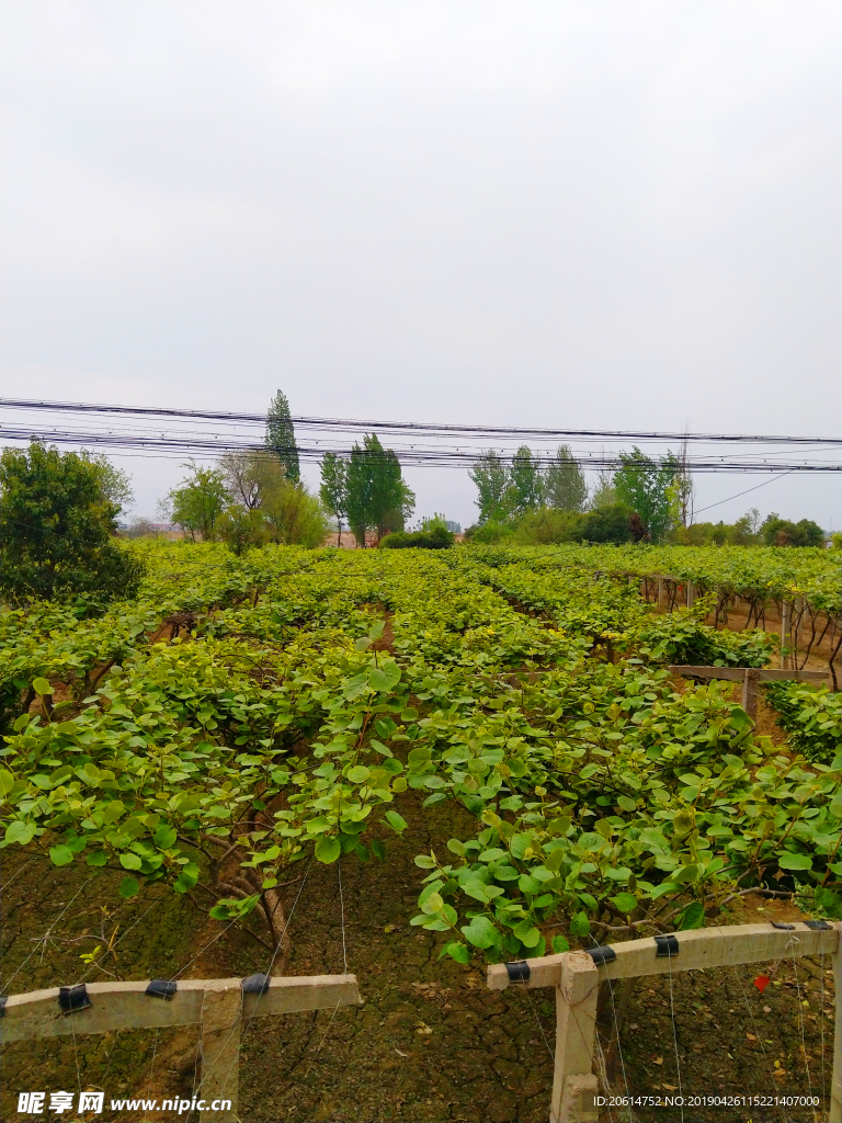 美丽的田园风景