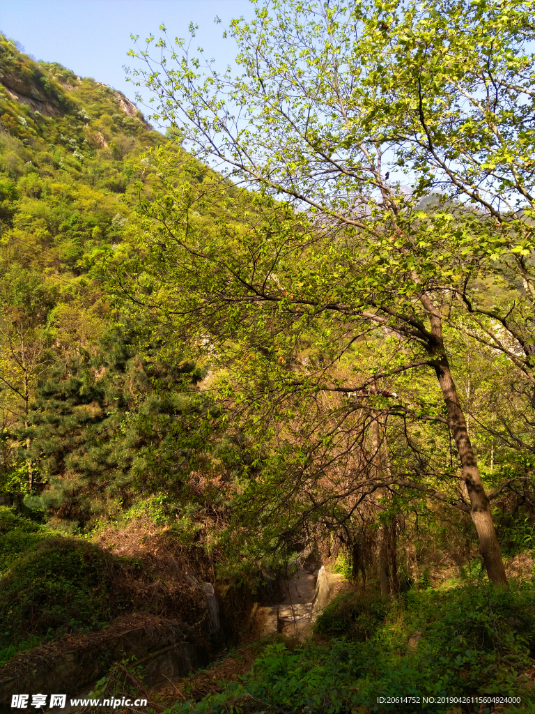 郁郁葱葱的大山
