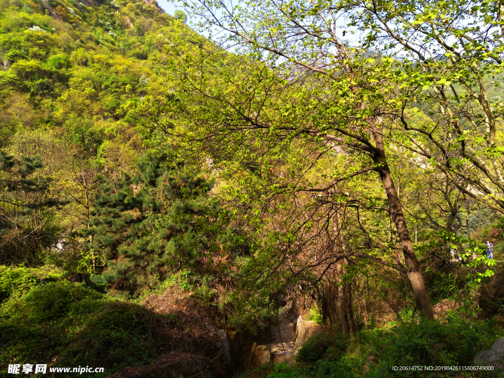 郁郁葱葱的大山风景