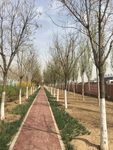 林间小路