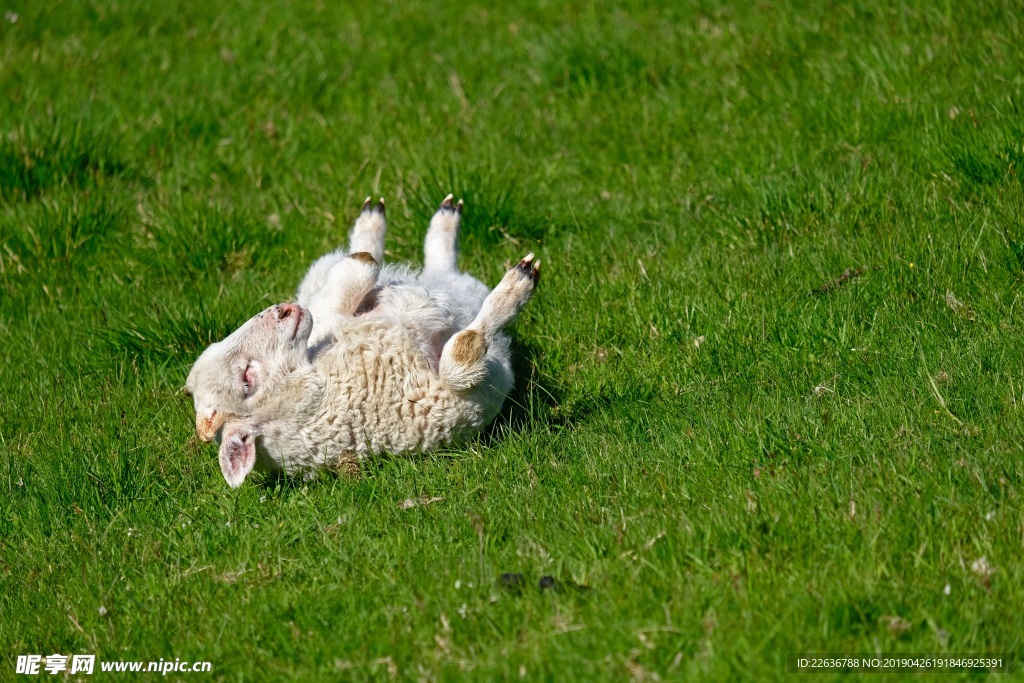 羊图片羊羔图片山羊动物世界图片