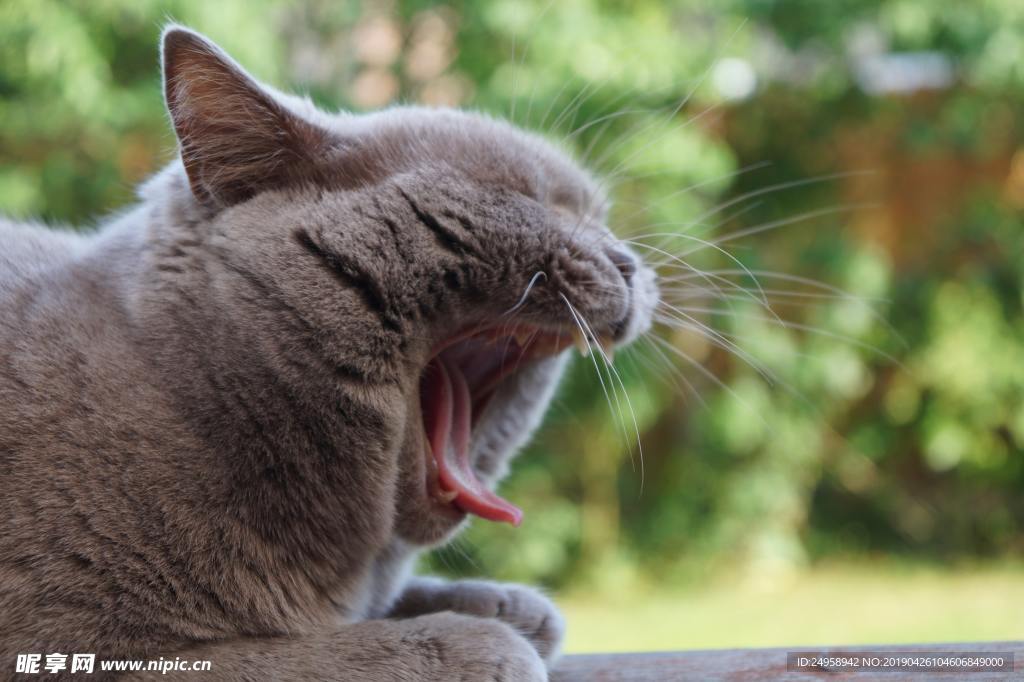 蓝猫