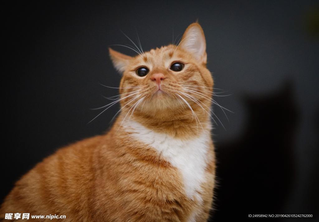 橘猫