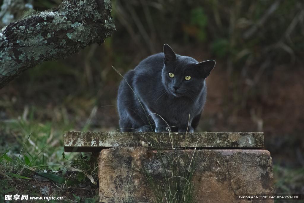 黑猫
