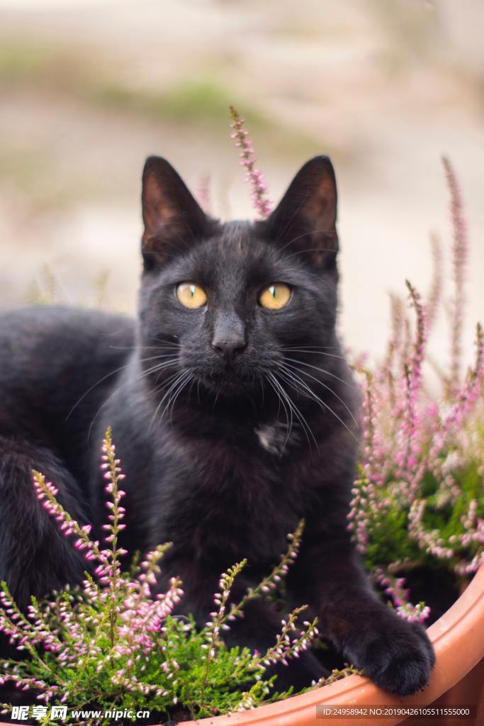 黑猫