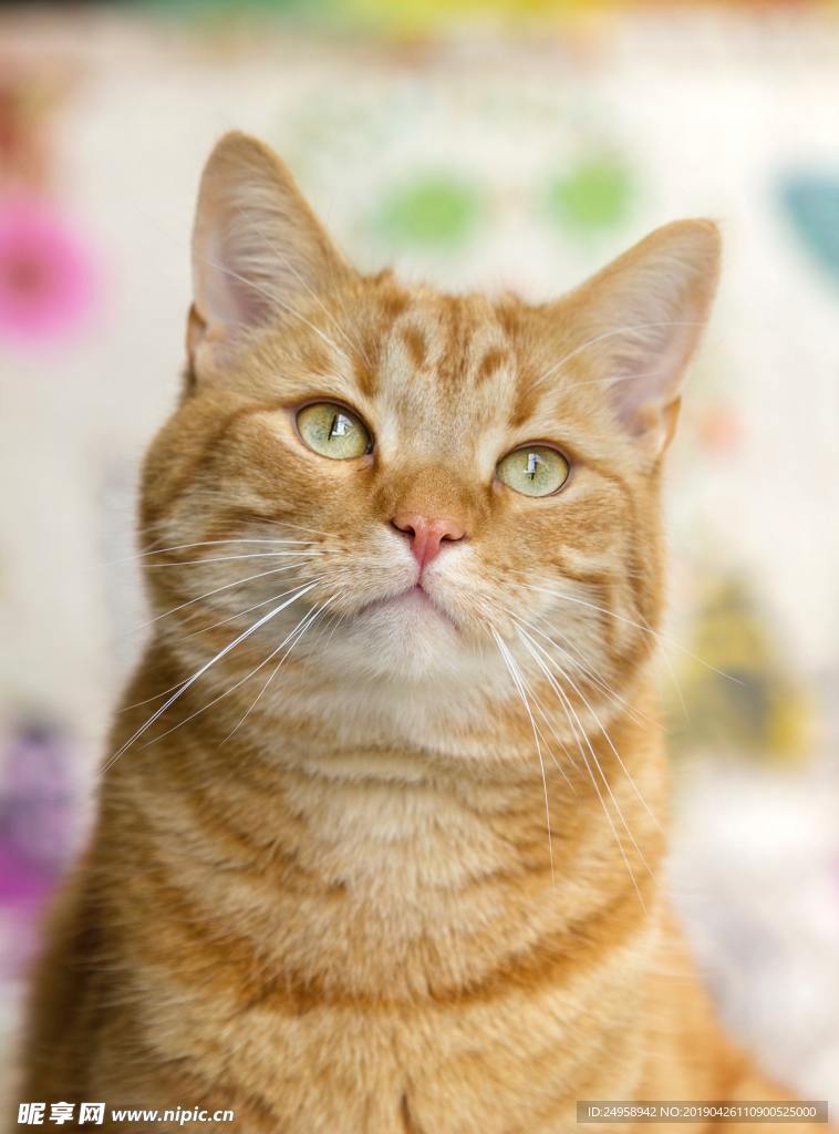 橘猫