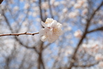 一朵杏花