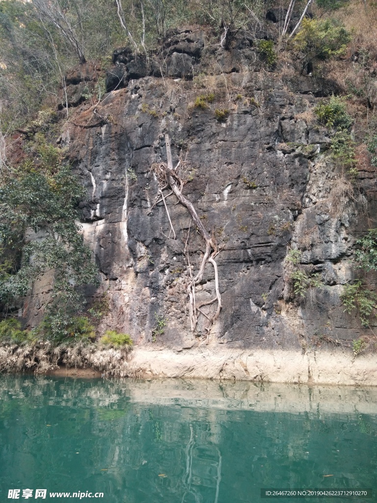 顽强的树