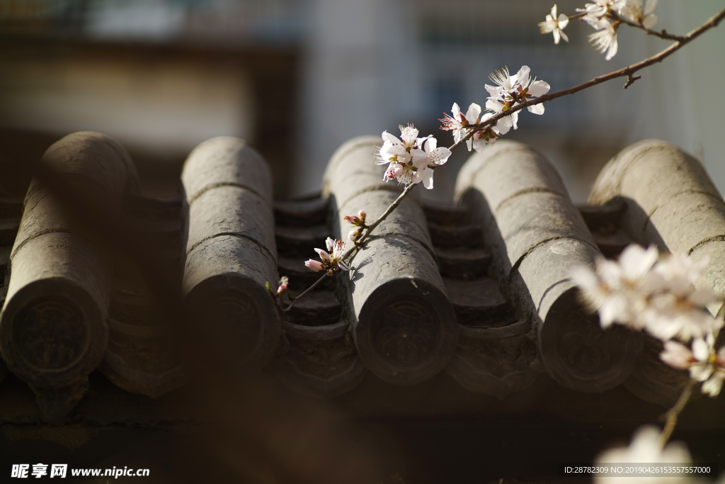 梅花