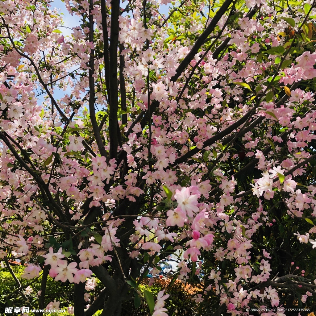 春花