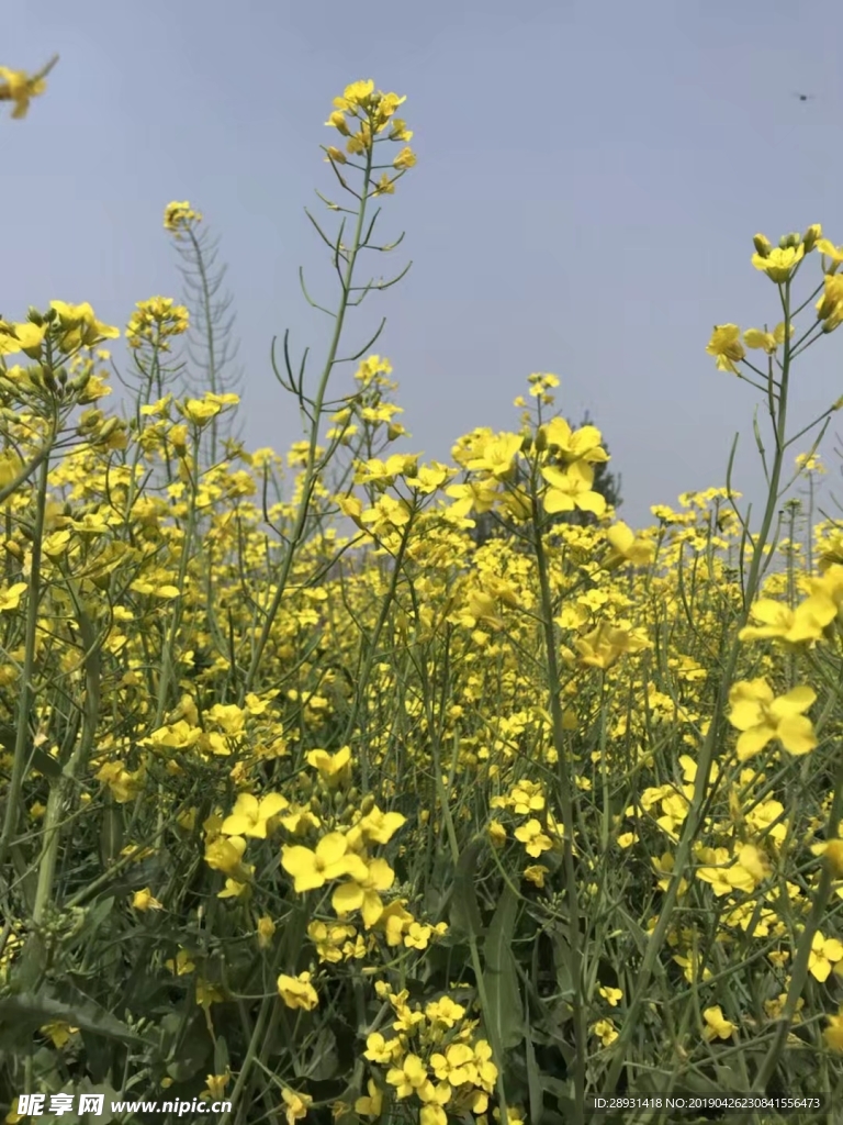 油菜花