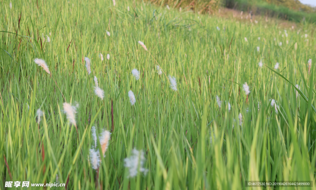 白茅 茅 茅针 茅根 小芦苇