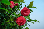 茶花