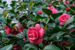 红茶花