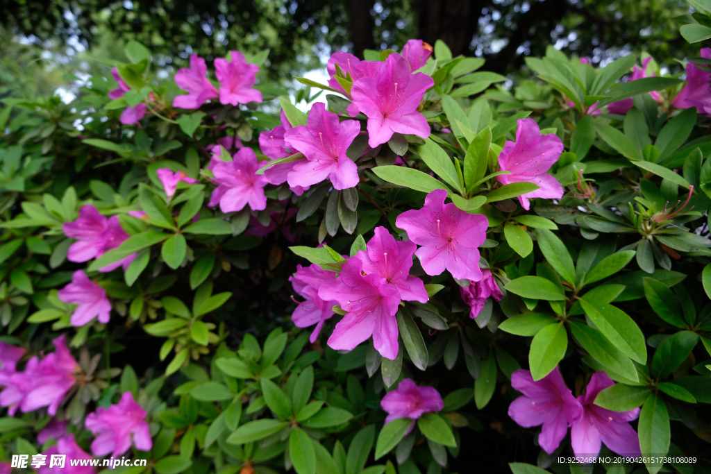 杜鹃花