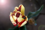 鲜花