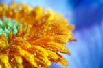 鲜花