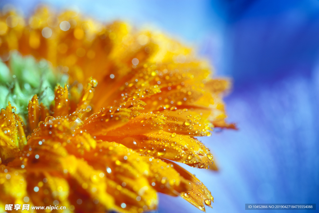鲜花