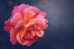 鲜花