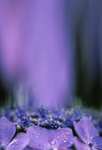鲜花