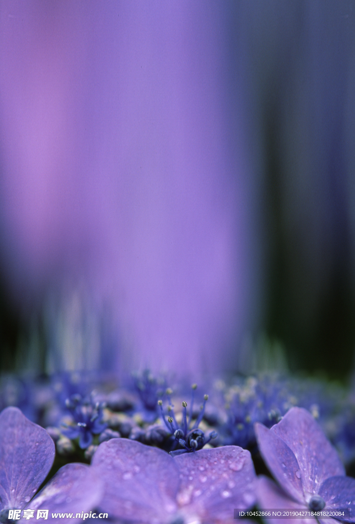 鲜花