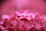 鲜花