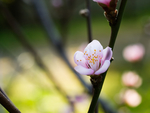 鲜花