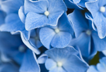 鲜花