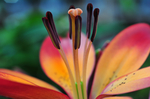 鲜花