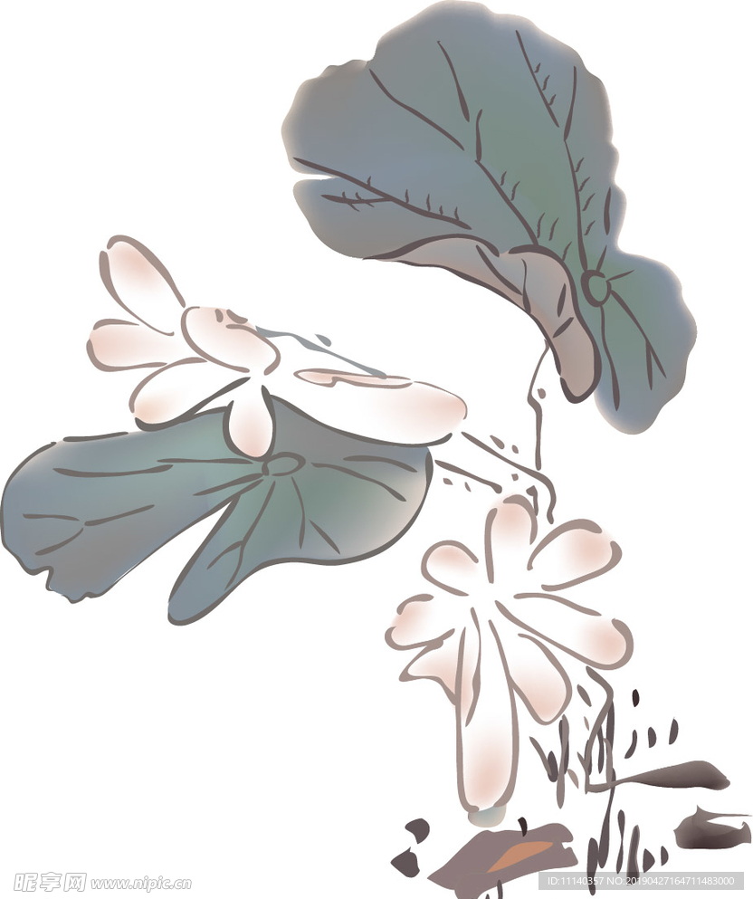 国画荷花