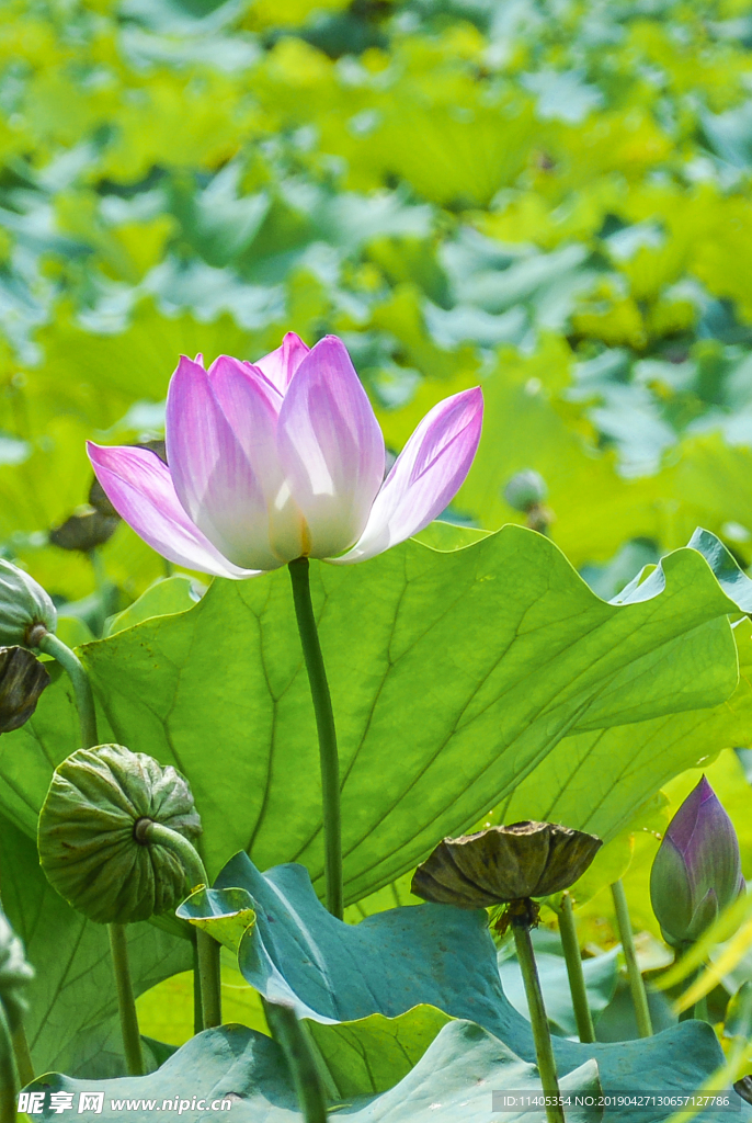 荷花
