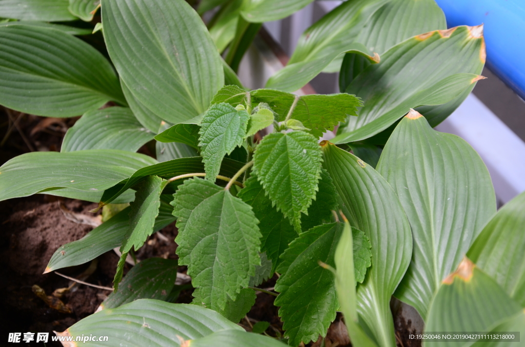 植物