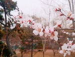桃花摄影图片