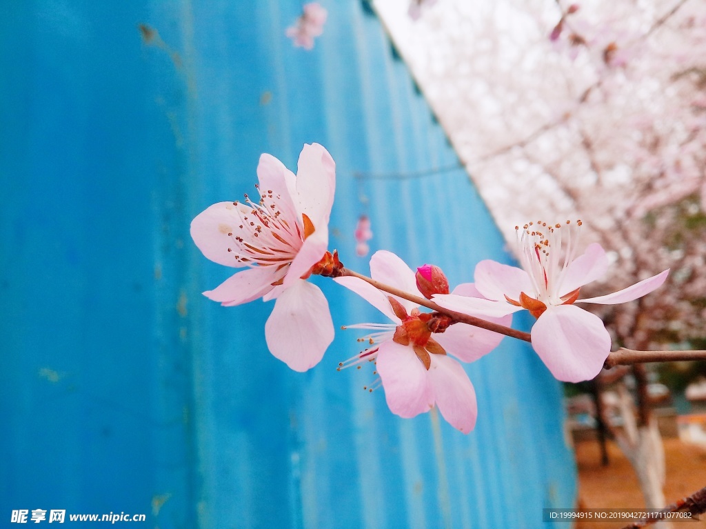 桃花摄影图片