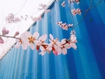 桃花摄影图片