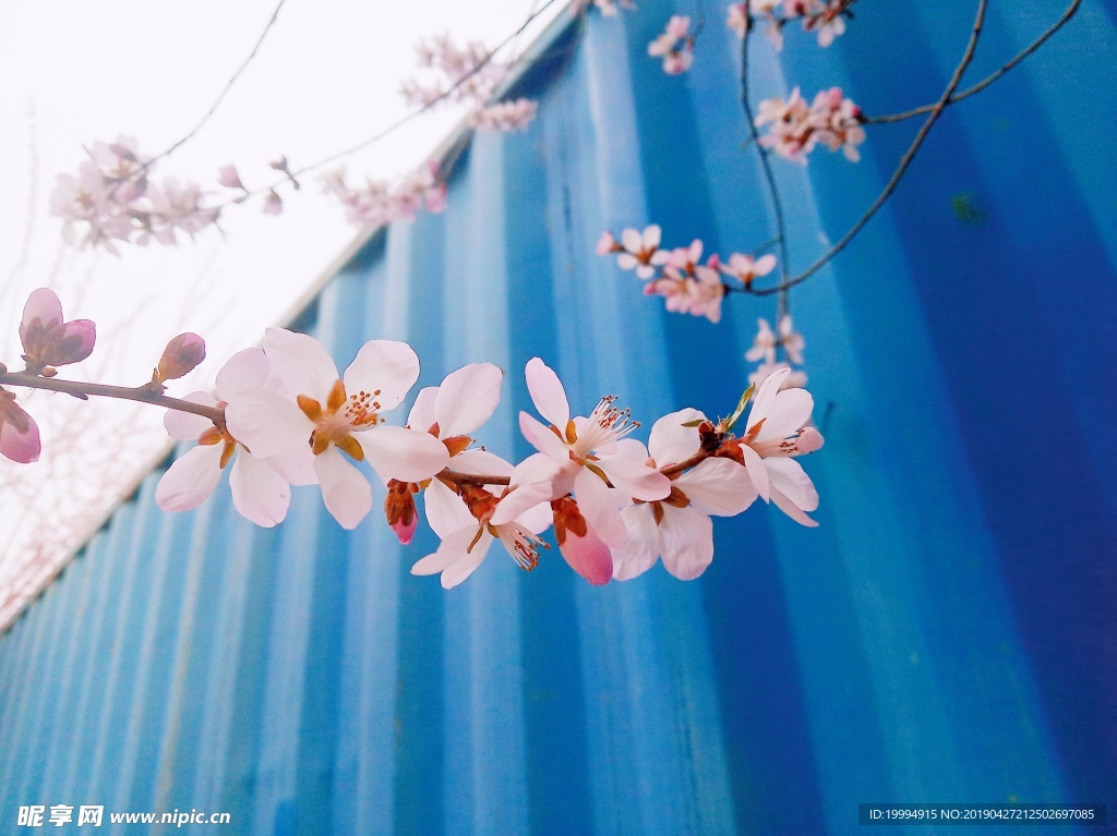 桃花摄影图片