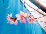桃花摄影图片