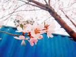 桃花摄影图片