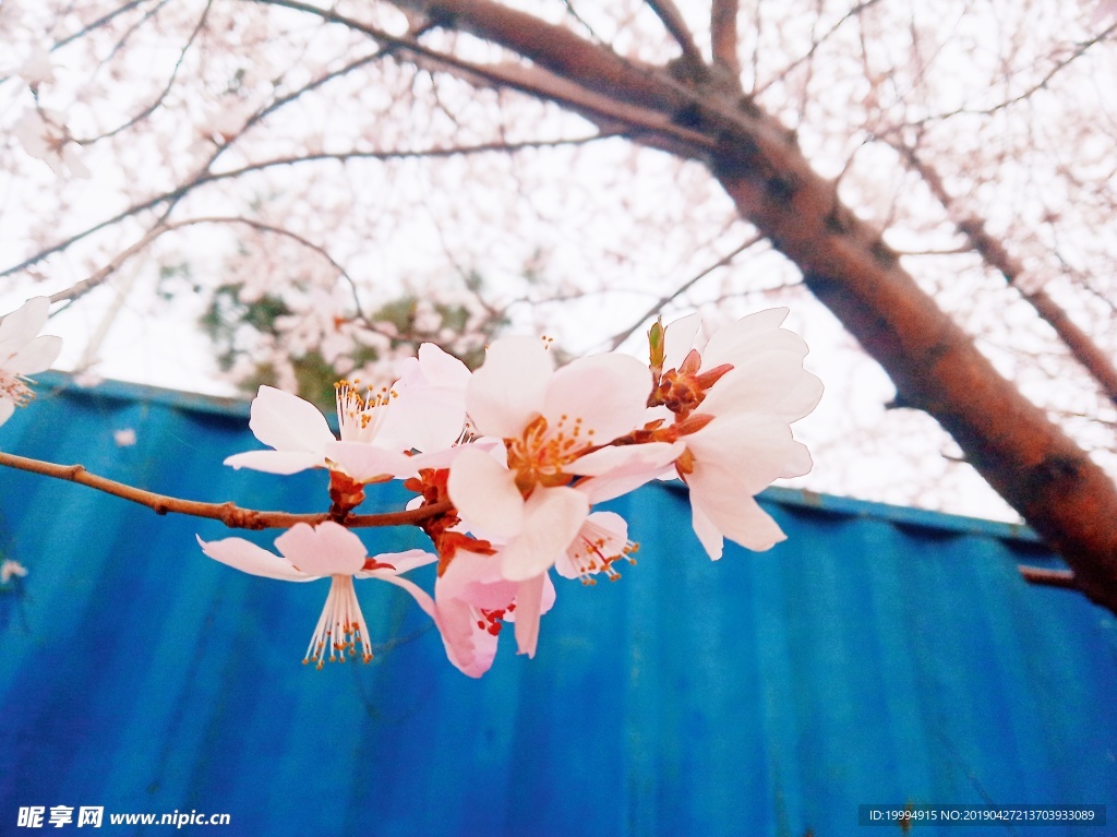 桃花摄影图片